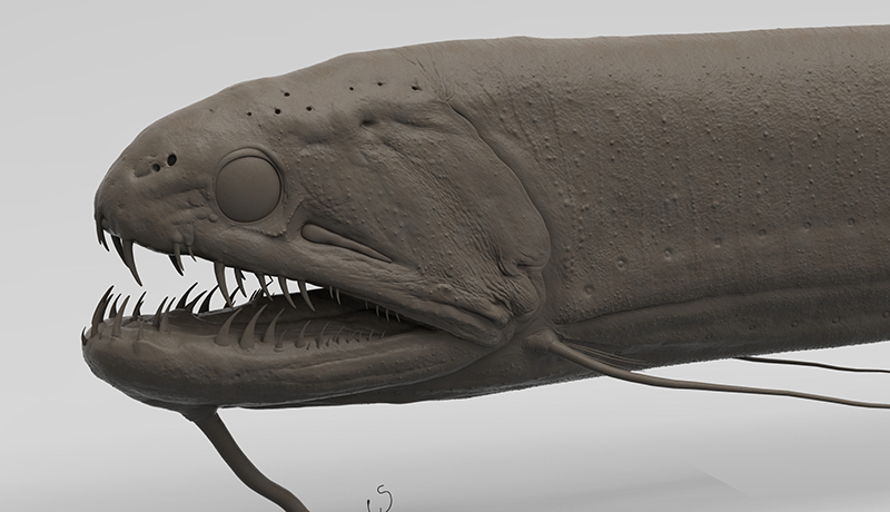 Echiostoma barbatum — 10 Tons